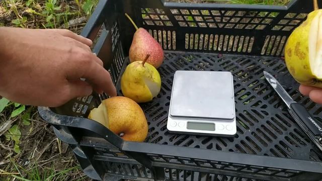 груші Етюд, Просто Марія, Весільна, Денізе, Бере Дюрондо смотреть онлайн