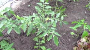 Помидоры  ДВА КОРНЯ, один стебель  Облакировка