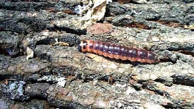 Гусеница ночной бабочки, семейства Древоточцы. смотреть онлайн