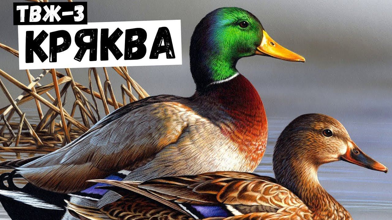 Утка-кряква! Кто она? | #Тайны_всего_живого! смотреть онлайн