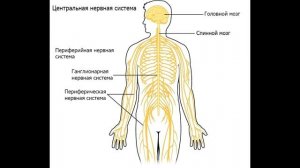 § 9 Значение, строение и функционирование нервной системы. Нервная регуляция