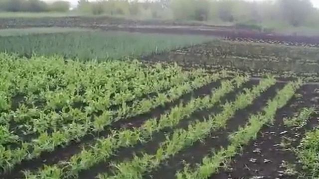 Здоровье-мудрых гонорар... - 1 часть смотреть онлайн