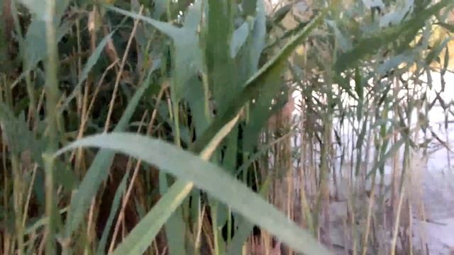 Влада а4 украл Сиреноголовый! Я снял его на видео он существует! смотреть онлайн