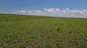 Канадский кориандр Pueblo озимый посев, 11.05. 2023