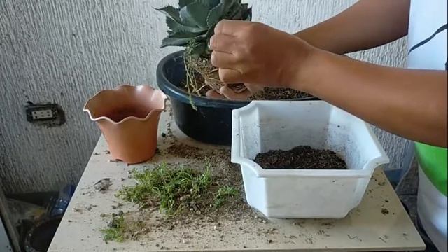 AGAVE REPOTTING - Caring Agave смотреть онлайн