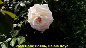 Плетистые розы в первый год посадки - такие разные результаты!