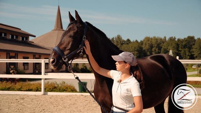 Язык лошадей. Общение с лошадью. Доверие.