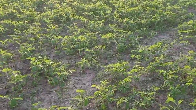 соя+корум,жара 35°С объезд полей смотреть онлайн