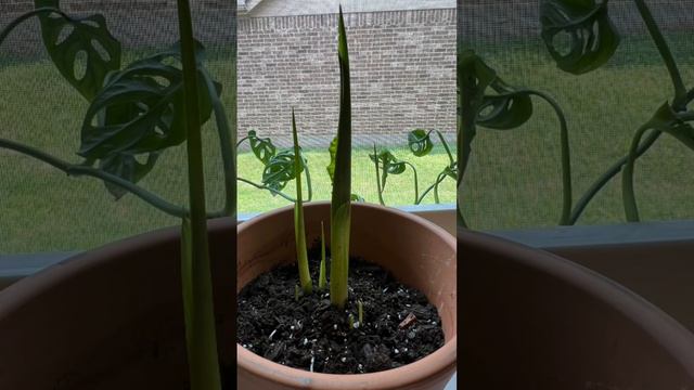 Calla lily from bulb to flowering, watch it grow смотреть онлайн