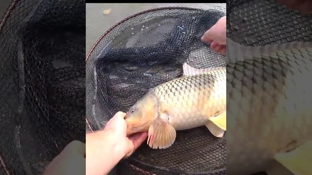 InShot_20231108_202239249.mp4 смотреть онлайн