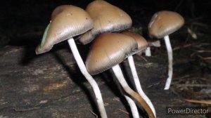 Запрещённые растения-выращивая которые вы можете угодить за решётку....