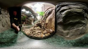 360 Video VR | Animals in the Zoo 8k I Зоопарк в Риге