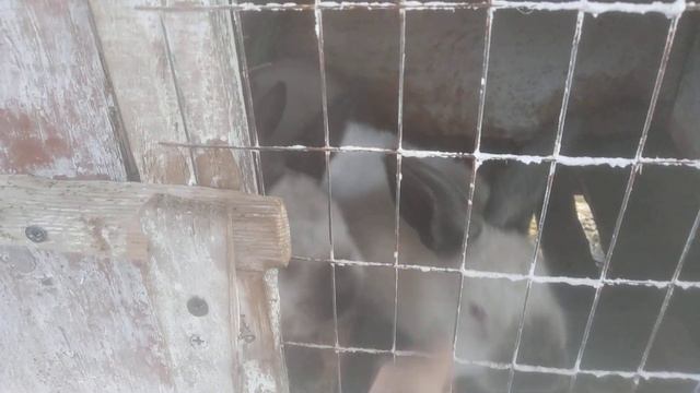 Нужно ли добавлять соль кролям? и в каком количестве? смотреть онлайн