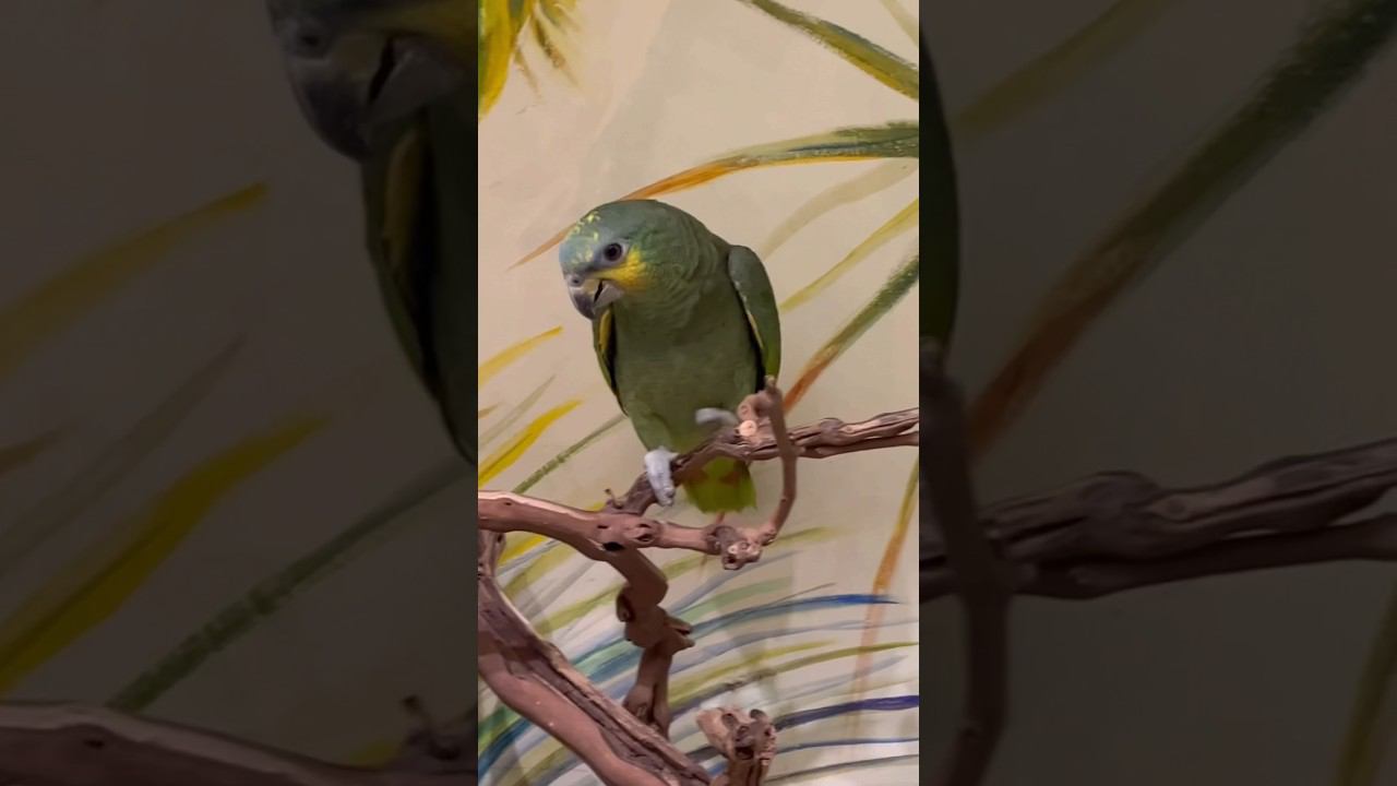 Попугай Амазон Венесуэльский в супермаркете «Аква Лого Сокол» #попугай #амазон смотреть онлайн