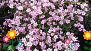 Гипсофила метельчатая на штамбе. Краткий обзор, описание gypsophila paniculata пинк фестиваль