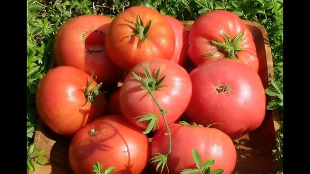 ТОМАТ РОЗОВЫЙ ГИГАНТ/ ХАРАКТЕРИСТИКА И ОПИСАНИЕ СОРТА смотреть онлайн