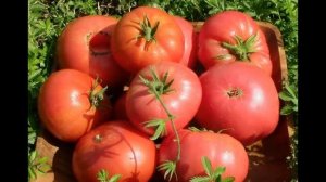 ТОМАТ РОЗОВЫЙ ГИГАНТ/ ХАРАКТЕРИСТИКА И ОПИСАНИЕ СОРТА