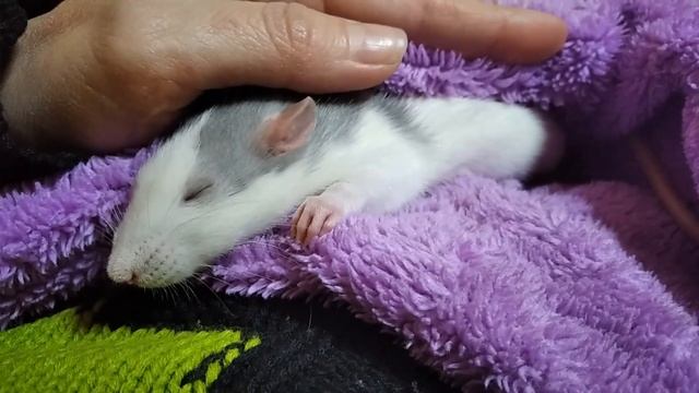 Как спят крысы. Самое няшное видео. Крыска сладко спит. смотреть онлайн
