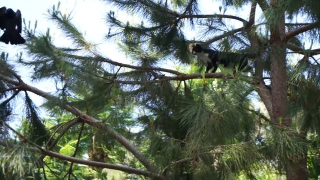 ворона vs кошка смотреть онлайн