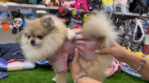 ПОКУПКИ ДЛЯ СОБАК НА 5000₽?? Новая коллекция осенней одежды??