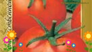 Томат обыкновенный Волгоградский скороспелый 323. Краткий обзор Volgogradskiy skorospelyy 323