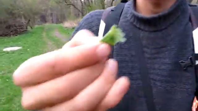 Ako sa dá jest KOPŘIVA смотреть онлайн