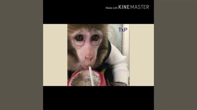 Эту прикол все ищут! Ихалиша холи надиден???????? смотреть онлайн