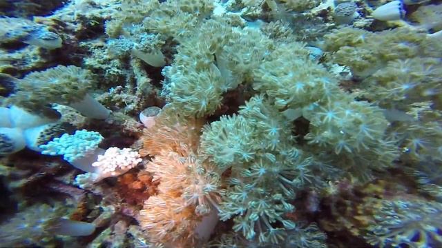 Scuba diving in Komodo, Indonesia 2 Aug 2019 смотреть онлайн