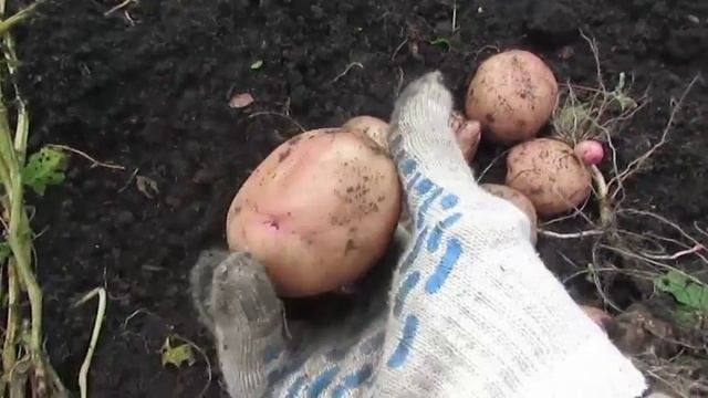 Картофель сорта 