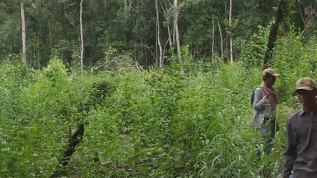 Khmer: Prey Lang Community Network, Cambodia - Equator Prize 2015 смотреть онлайн