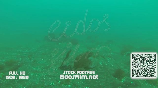 underwater fishing. seafood. scuba divers 021 6_1 смотреть онлайн