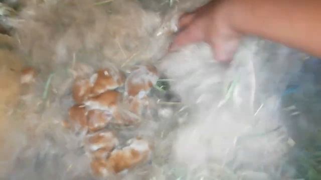 Крольчатам нзк 8 дней, осмотр гнезда