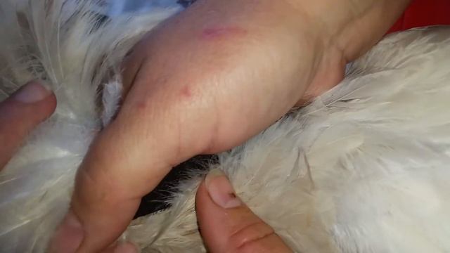 Как сделать так, что бы петух не кукарекал громко | Как заглушить петуха | Как сделать петуха тихим