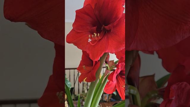 Treasures in the Garden: Jan. 20, 2024 - Amaryllis Glory. смотреть онлайн