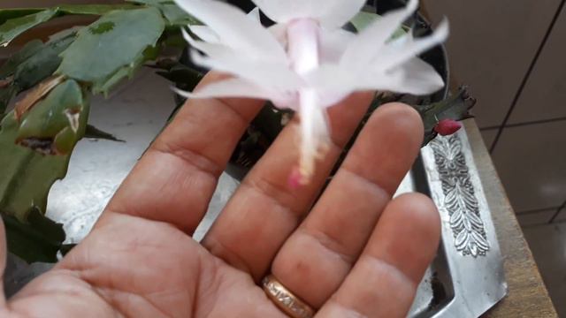 FLOR SE SEDA смотреть онлайн