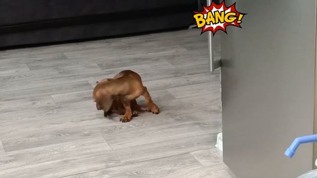 #СОБАКА БАРАБАКА# смотреть онлайн