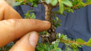 Шрамирование как способ создать новую ветку на бонсай из вяза. Как вырастить новую ветку у бонсай?