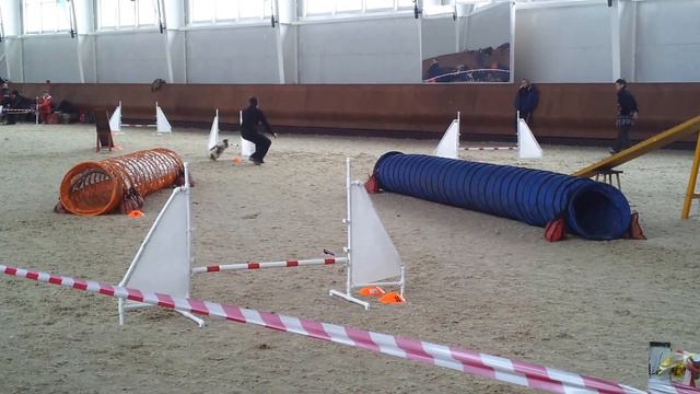 "Кубок всех пород" 02-03-2014 Берт Аджилити А2 смотреть онлайн