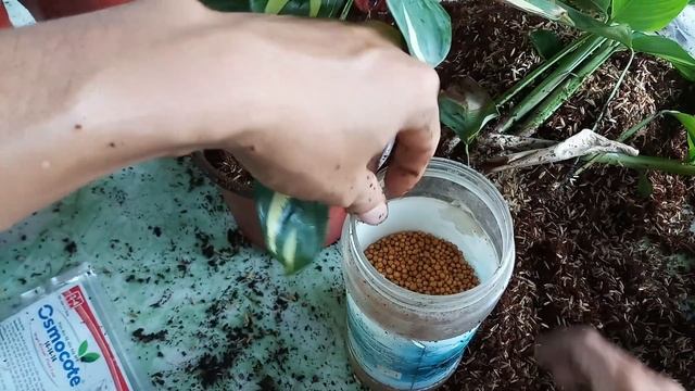 Cách nhân giống đuôi công Ctenanthe Golden Mosaic смотреть онлайн