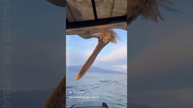 ПтИцА ГоВоРуН оТлИчАЕтСя УмОм И сОоБрАзИтЕлЬнОсТьЮ.mp4