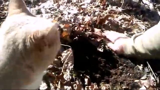 Foraging for Cohosh - Cohosh Identification смотреть онлайн