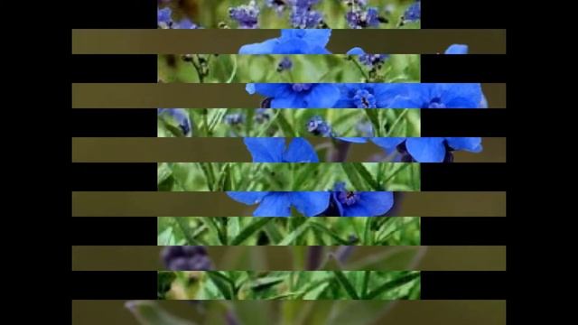 ЦИНОГЛОССУМ, или ЧЕРНОКОРЕНЬ (CYNOGLOSSUM) сем. Бурачниковые смотреть онлайн