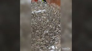 ЭМИЗИБ ОЗИШ БЕЗАРАР ОСОН ТЕЗ ОЗИШ ОСИЛГАН ҚОРИНДАН ҚУТИЛИШ