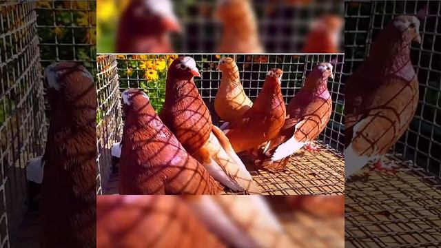 Голуби Курские Турманы