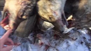 2020 г. ОХОТА НА ВОЛКОВ .