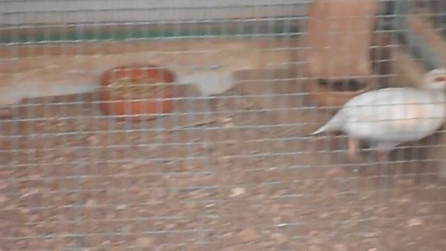 Albino Chukar Partridges Pair From Pafos ZOO