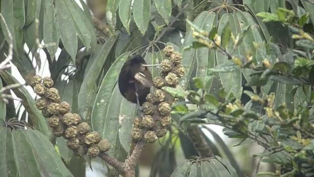 Ribbon-tailed Astrapia.m4v