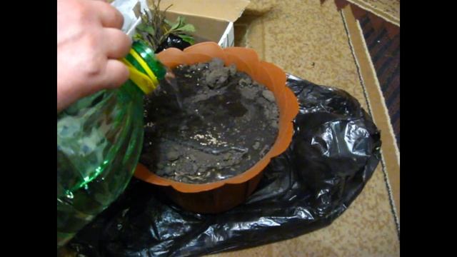 Выращиваем клубнику на подоконнике миф или реальность? Часть 1 смотреть онлайн