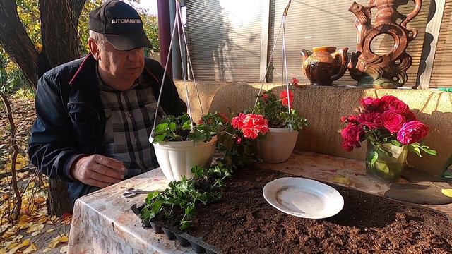 Пеларгонія плющелистова. Підготовка до зими та розмноження черенками під зиму. смотреть онлайн