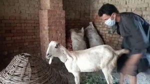 Goat Videos / Anal Zoofilia / Most popular With GOAD and Boy Animals most Video